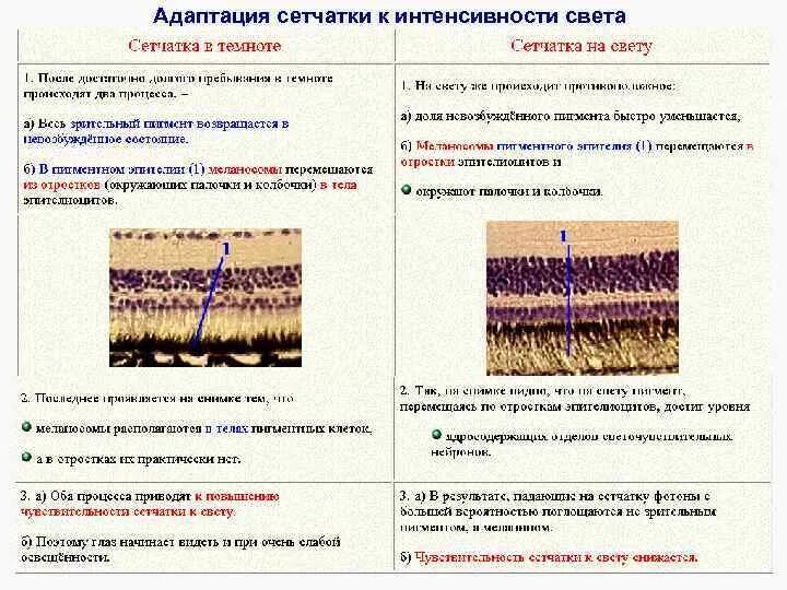 Адаптация сетчатки. Адаптивные изменения сетчатки на свету. Изменения сетчатки на свету и в темноте. Адаптация сетчатки к свету гистология.