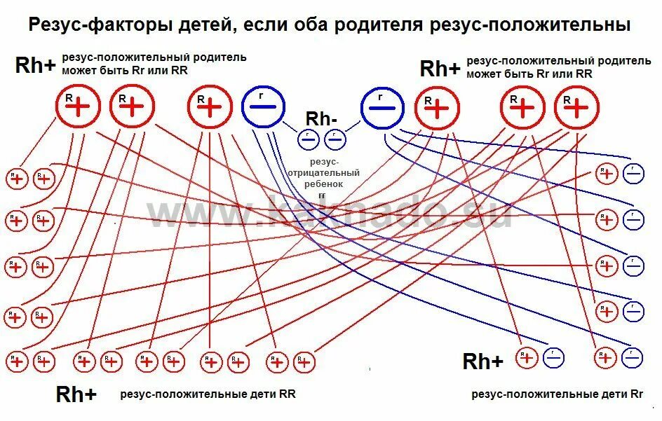 Кровь положительная и отрицательная. Родить ребенка с отрицательным резусом. Резус конфликт. Резус отрицательная кровь. Резус-фактор крови отрицательный.