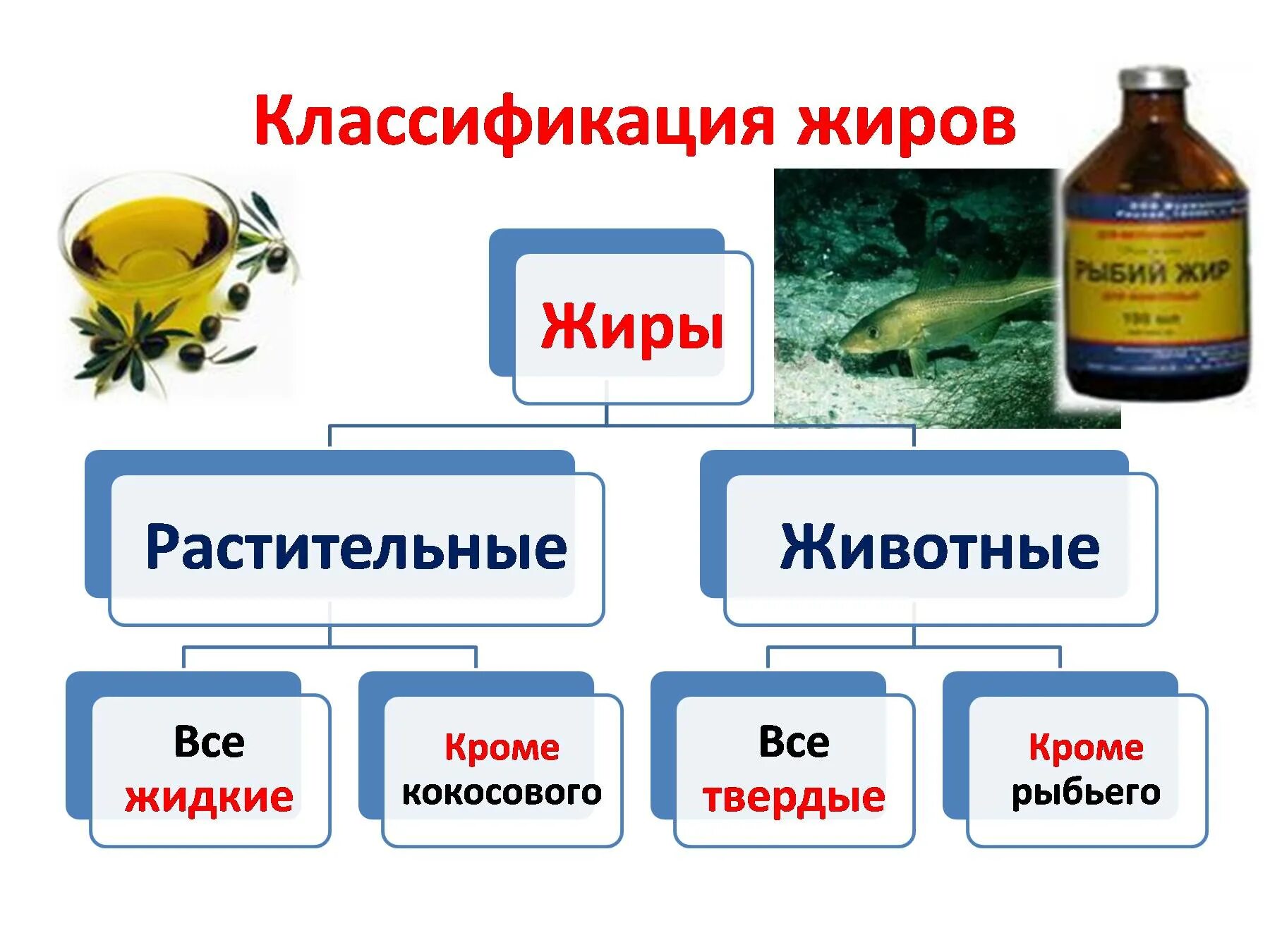 Схема классификации жиров химия. Жиры классификация. Классификация жировиров. Жиры классификация жиров.