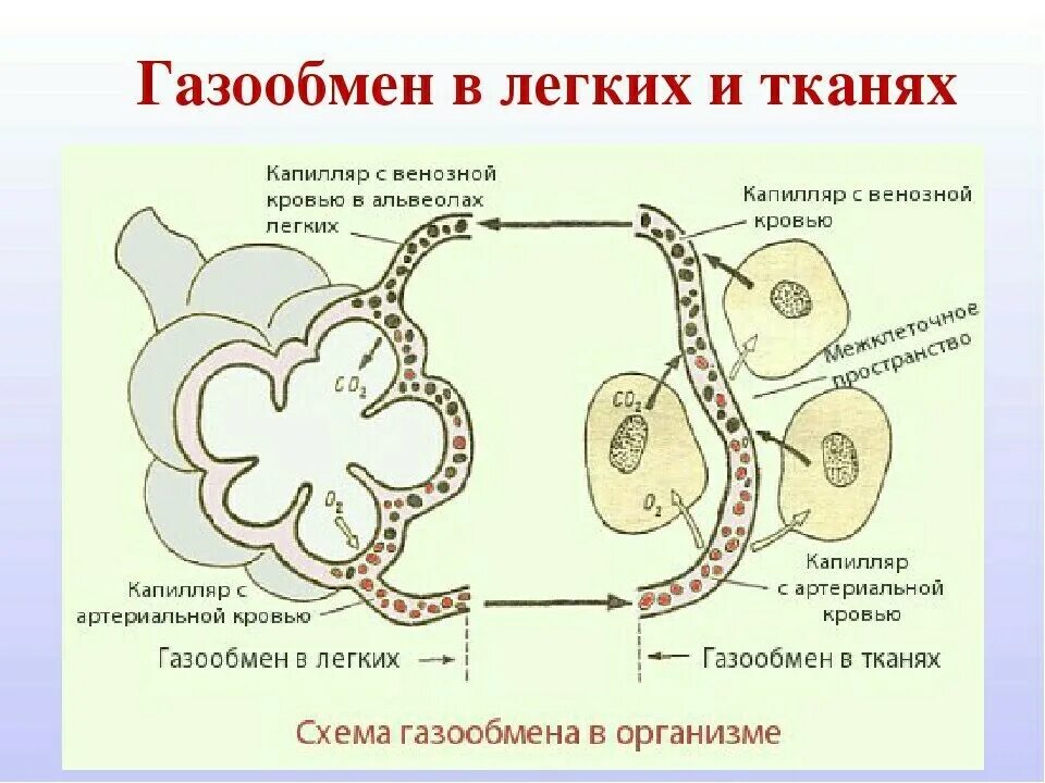 Обмен газов между альвеолярным воздухом. Обмен газов в легких схема. Легочный газообмен схема. Схема процесса газообмена в организме. Схема газообмена в легких и тканях.