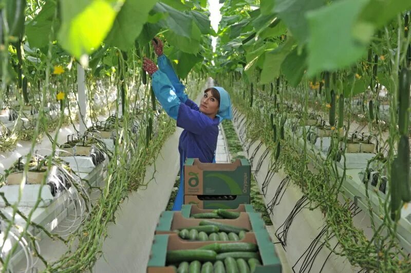 Участок 55,2 сот. (промназначения) на продажу в Луховицах Продажа земельных учас