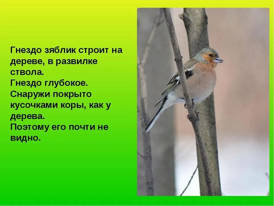 Зяблик описание. Как выводят потомство зяблики доклад. Зяблик интересные факты. Зяблик птица описание. Почему зяблика назвали зябликом