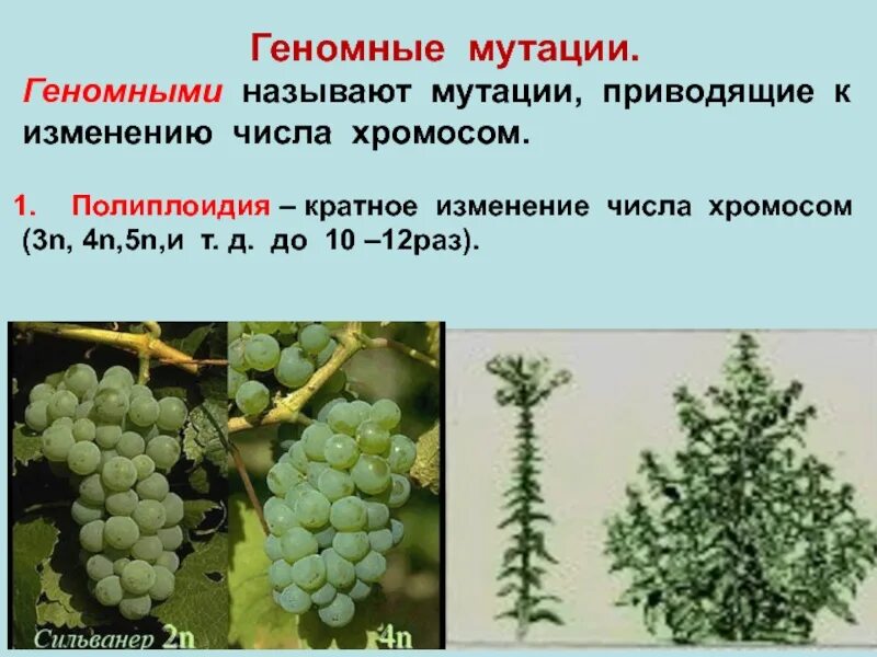 Геномные мутации изменение числа хромосом. Геномные мутации. полиплоидия мутация. геномные мутации растений. полиплоидия это хромосомная мутация.