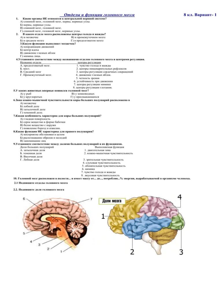 Отделы головного мозга и их функции. Отделы и функции отделов головного мозга. Отделы мозга их строение и функции. Функции отделов головного мозга таблица. Указать функции отделов мозга