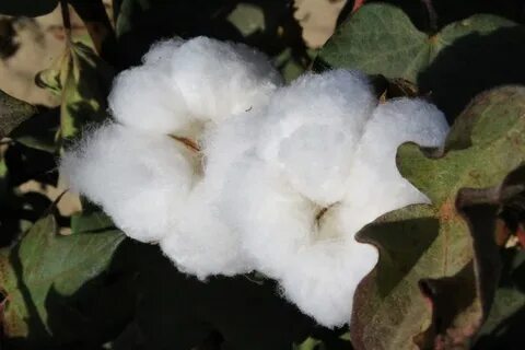 Мас минет порно