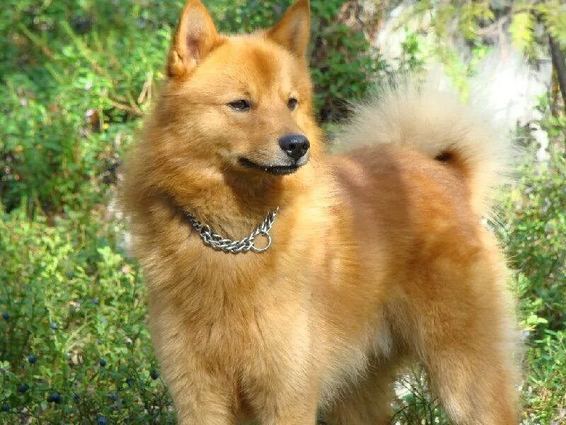 Собака карело финская лайка. Карело-финская лайка. Финская лайка карело-финская лайка. Карело-финская лайка. Карело-финская лайка рыжая.