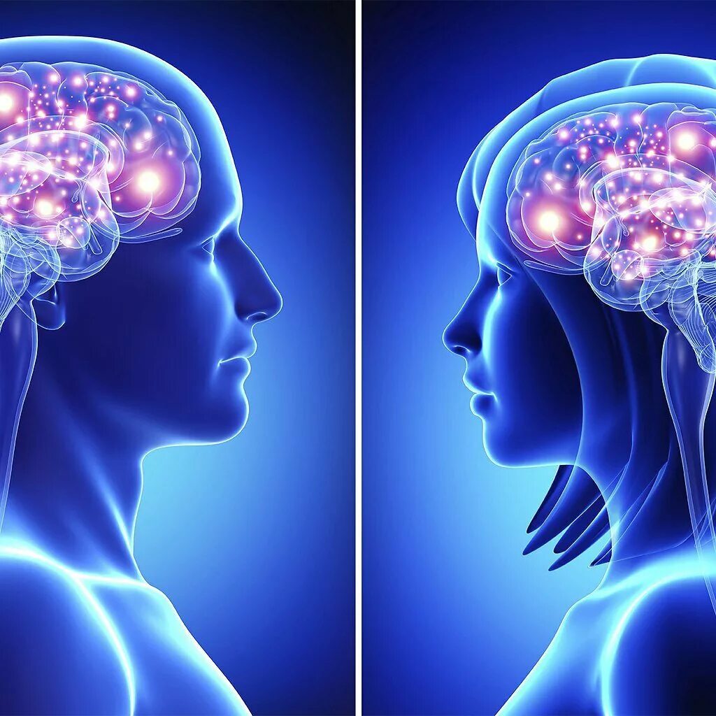 Мужчина разум. Мозг мужчины и женщины. Улучшение кровоснабжения мозга. Мужской и женский мозг.