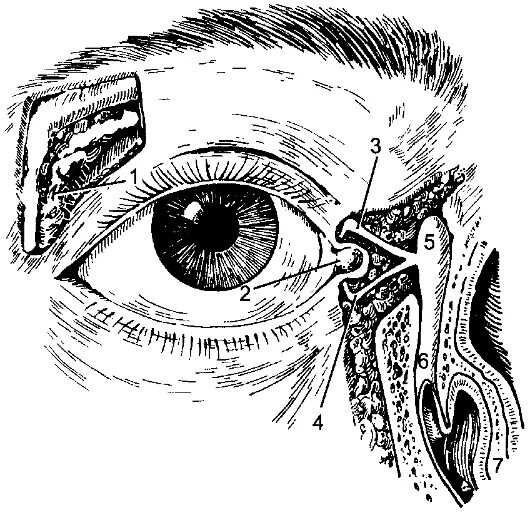 Глаз анатомия слезная железа. Тарзальная конъюнктива. Флегмона слезной железы. Секрет слезной железы