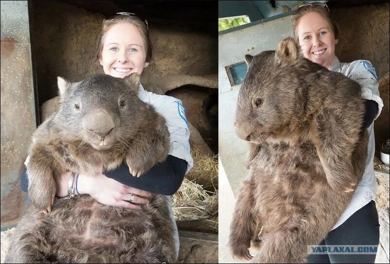 Как выглядит самый большой хомяк The 25 Most Important Wombats Of All Time Wombat, Cute animals, Animals