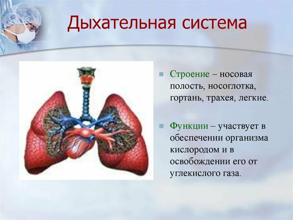Строение и функции органов дыхательной системы. Функции легких в дыхательной системе. Легкие строение и функции. Функции легкие в дыхательной системе. Легкие значение кратко