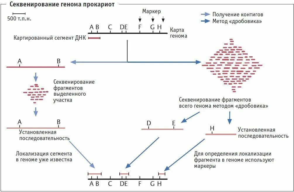 При расшифровке генома ржи. Секвенирование метод генетики. Секвенирование генов и геномов. Секвенирование по Сэнгеру схема. Секвенирование генома человека.