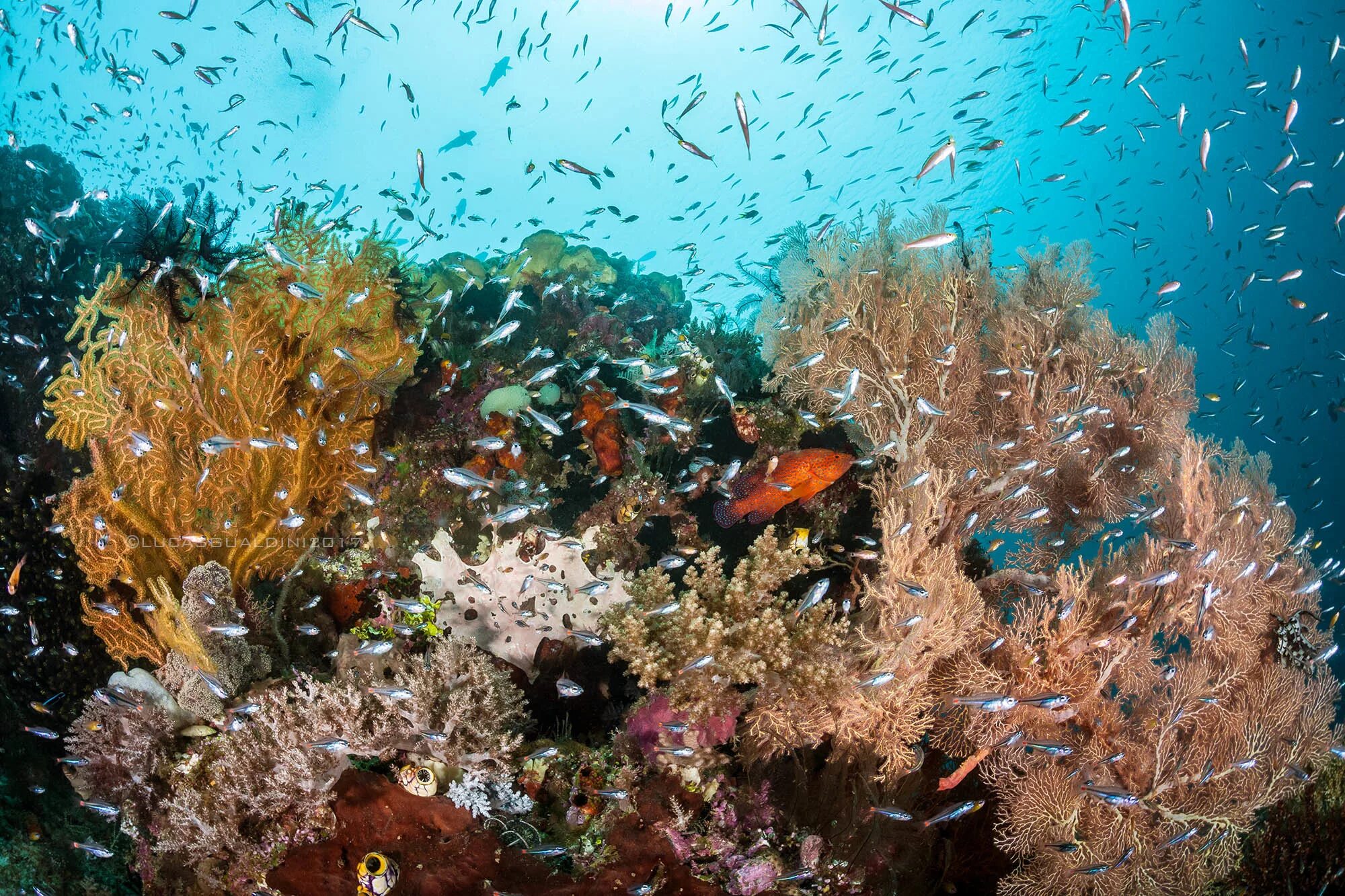 Водорослевые рифы. Морские водоросли. Море кораллы водоросли. Морское дно с водорослями.