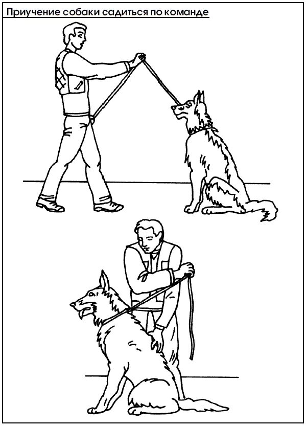 Дрессировка собак команды и жесты. Команды и жесты ОКД для собак. Методика дрессировки собак. Как научить собаку команде сидеть. Команды сидеть лежать