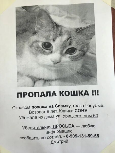 Объявление о пропаже образец. Объявление пропав котенок. объявление о пропаже кошки. пропал котенок объявление. потерялась кошка объявление.