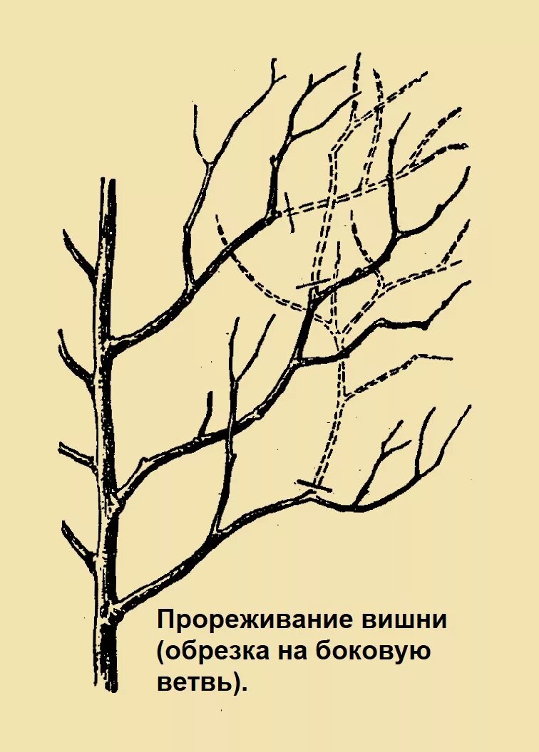 Обрезка вишни и черешни весной. Обрезка саженцев вишни весной схема. Обрезка войлочной вишни весной схема. Схема обрезки черешни весной. Можно ли обрезать вишню