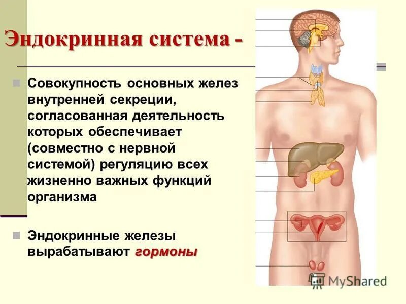 Система желез внутренней секреции. Эндокринная система желез внутренней секреции. Основные органы эндокринной системы человека. Эндокринная система железы внутренней секреции презентация. Заболевания эндокринных органов
