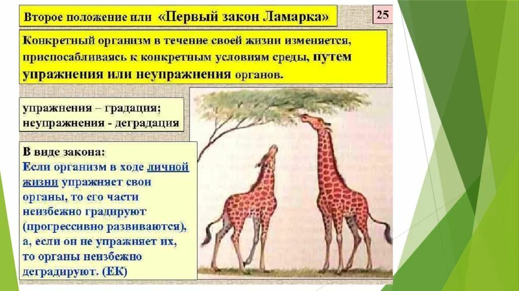 Изменения организма в течении жизни это. Учение ж.б. Ламарка.. Теория Ламарка Жирафы. Эволюционная теория Ламарка Ламарк. Эволюционное учение ж б Ламарка.