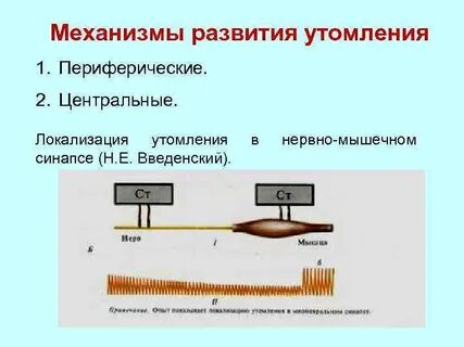 Признаки утомления мышц нервов нервно мышечных синапсов