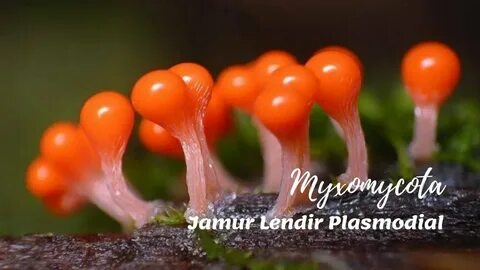 Lendir