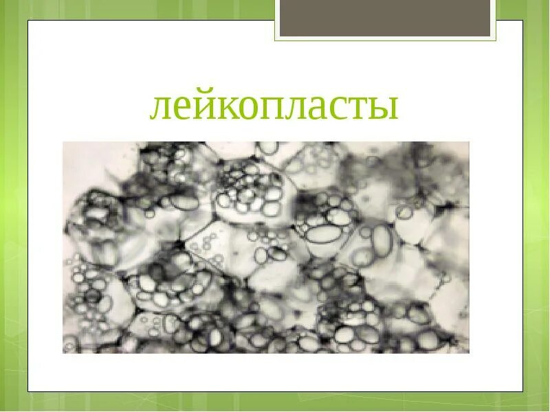 Крахмальные зерна микроскопия. Микрофотография лейкопласта. Крахмальные зерна в клетках клубня картофеля. Микрофотография лейкопласта. Аминопласты это лейкопласты.