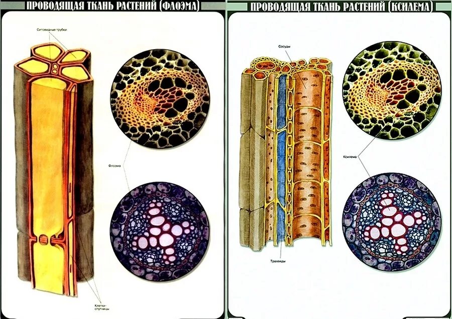 Ксилема и флоэма это ткани. Ткани растений Ксилема флоэма. Проводящая ткань растений Ксилема и флоэма. Ксилема и флоэма у растений.