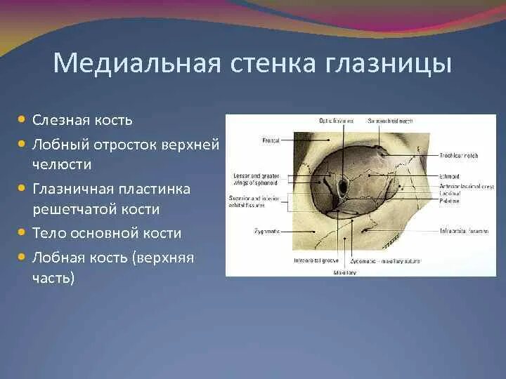 1 строение глазницы. Кости образующие стенки глазницы. Стенки глазницы анатомия медиальная стенка. Орбита глазница анатомия. Медиальная стенка глазницы образована.