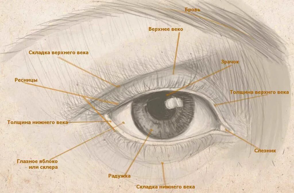 Внешнее строение глаза. Внешнее строение глаза человека. Строение глаза нижнее веко. Строение глаза человека вид спереди. Край верхнего века