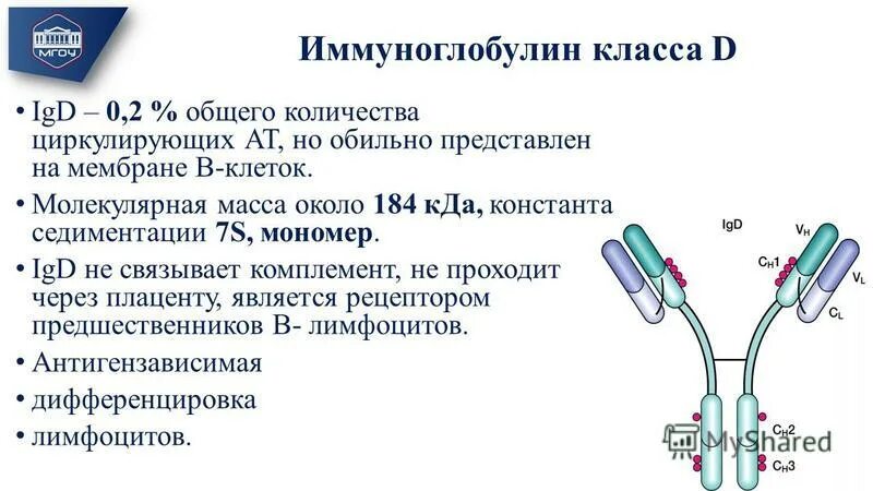 Иммуноглобулины класса е что это. Иммуноглобулины класса е что это