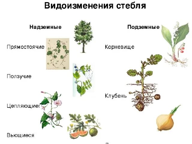 Покрытосеменные растения побег. Стебель видоизменения стебля. Видоизменения стебля таблица. Видоизменения надземных побегов. Надземные видоизмененные побеги таблица.