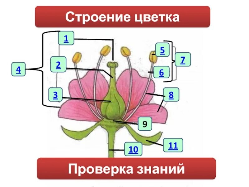 Строение цветка. Структура цветка. Строение цветка проверка знаний. Модель строения цветка. Строение цветка соцветие 6 класс