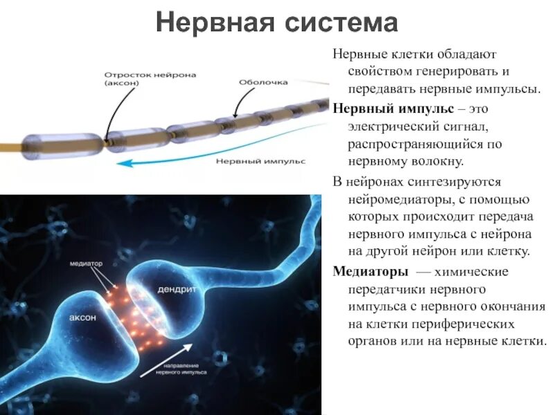 Передача нерв. Передача нервного импульса. скорость передачи нервного импульса. передача нервного импульса с нейрона. нервный импульс распространяется по…...
