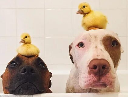 Собака 2 утка 3
