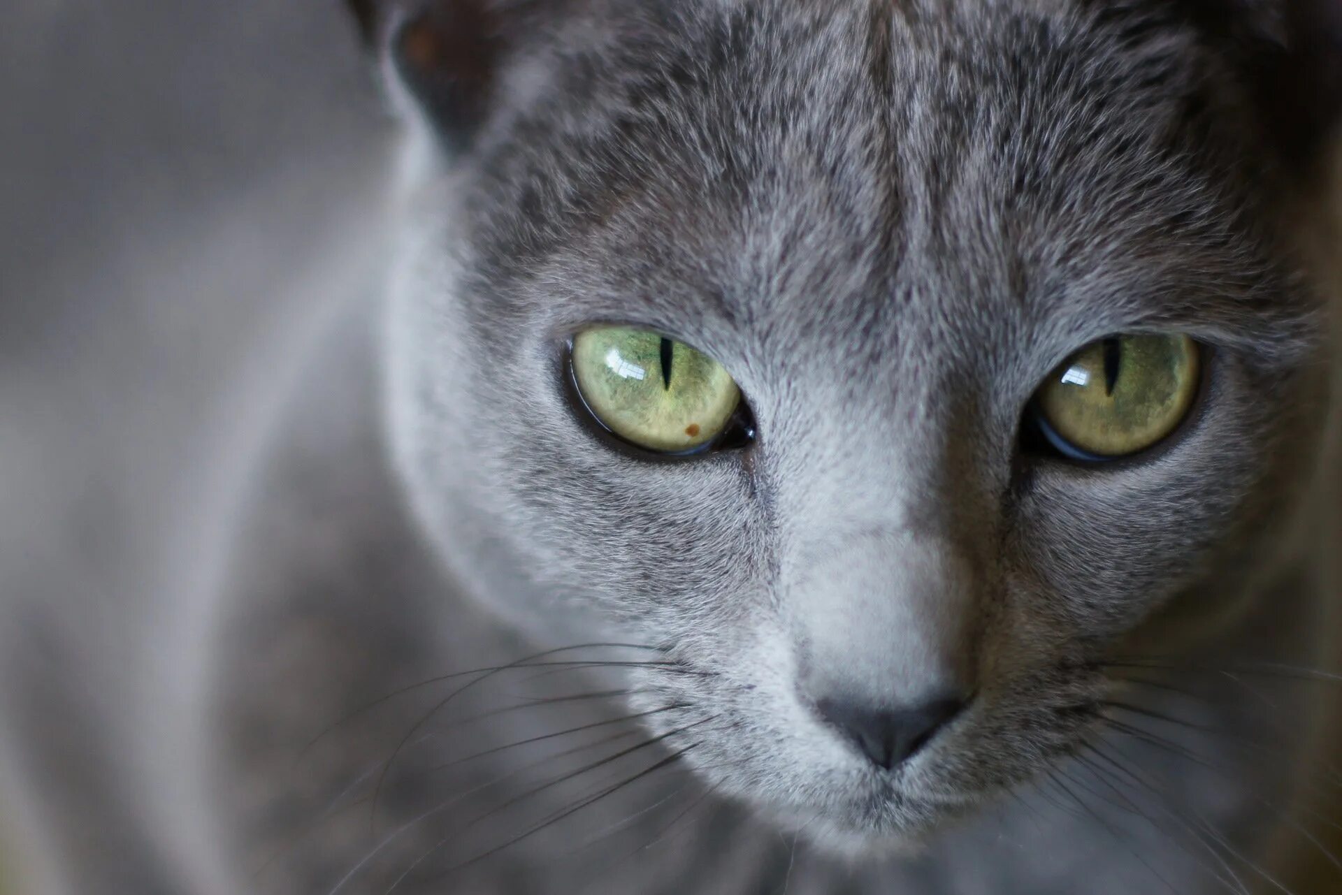 Котики с серыми глазами. Кошка с серыми глазами. Корат шартрез картезианская кошка. Британская короткошёрстная кошка. Кошка с изумрудными глазами.