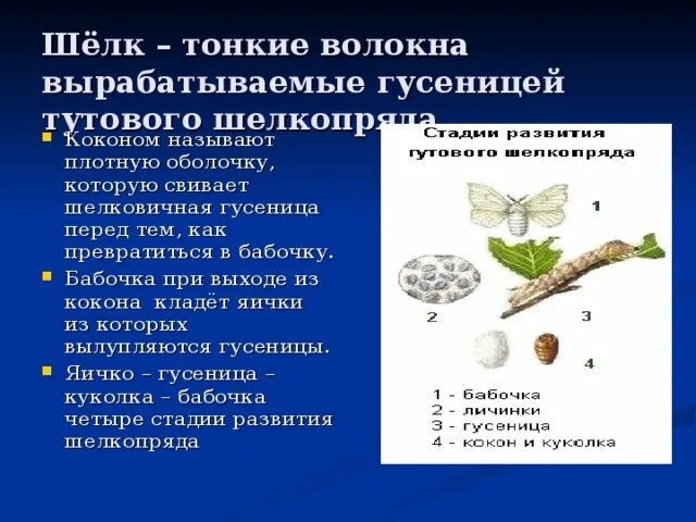 Определите тип развития животных тутовый шелкопряд. Этапы развития тутового шелкопряда. стадии развития шелкопряда. стадии развития тутового шелкопряда. цикл развития шелкопряда.