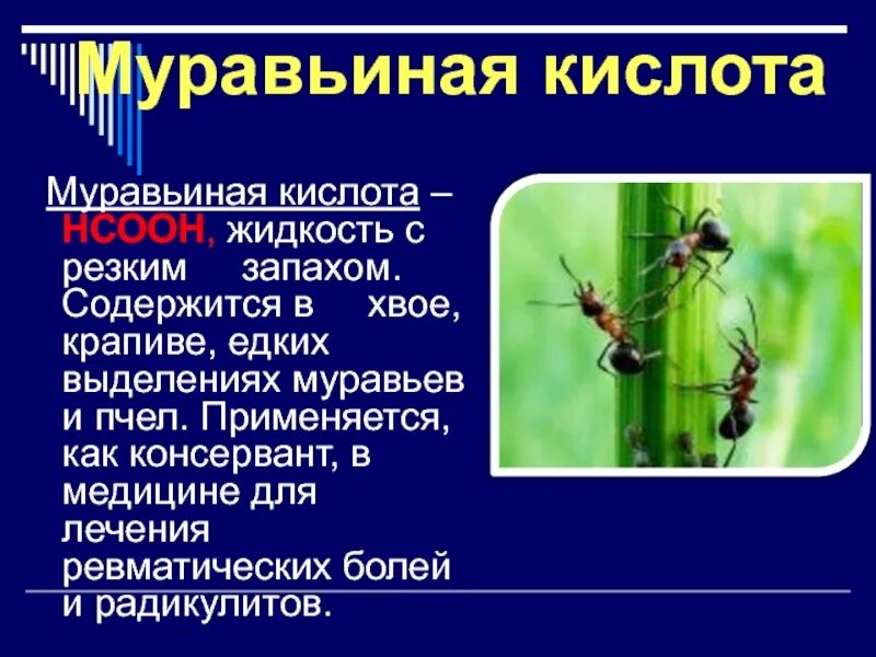 В крапиве содержится кислота. Муравьиная кислота. Муравьи и муравьиная кислота. Муравьиная кислота жидкость. Муравьиная кислота содержится.