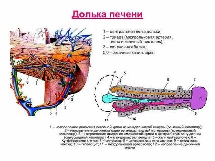 Центр дольки печени