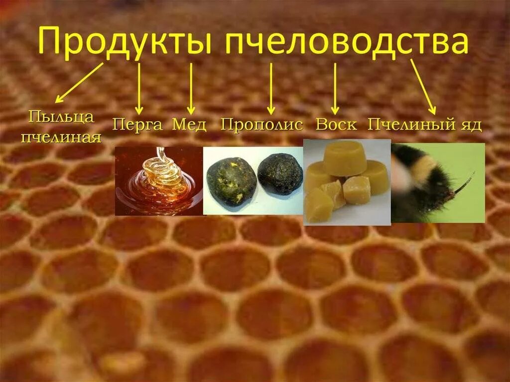 Что делает пыльца. Пыльца перга прополис. Воск перга прополис. Мёд перга пыльца прополис. Полезные продукты пчеловодства.