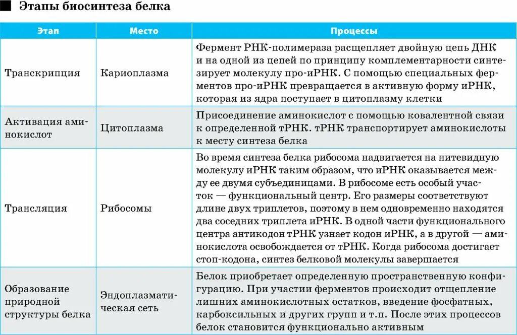 Этапы биосинтеза белка этапы биосинтеза белка. Характеристика этапов биосинтеза белка. Биосинтез белка транскрипция и трансляция таблица. Основные этапы биосинтеза белка таблица. 5 этапов синтеза белка