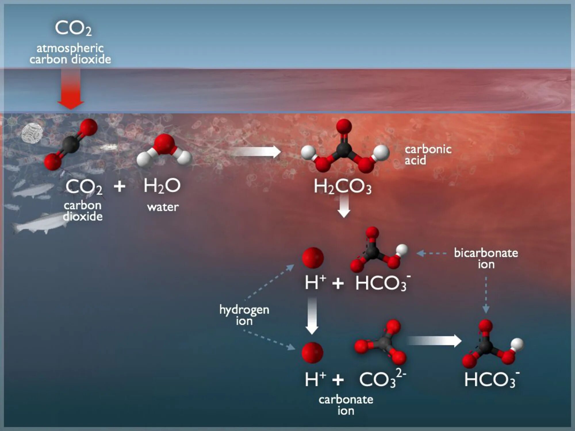 Co2 m г. Диоксид углерода в воде. Углерод в океане. Подкисление воды в океане. Углерод и вода.