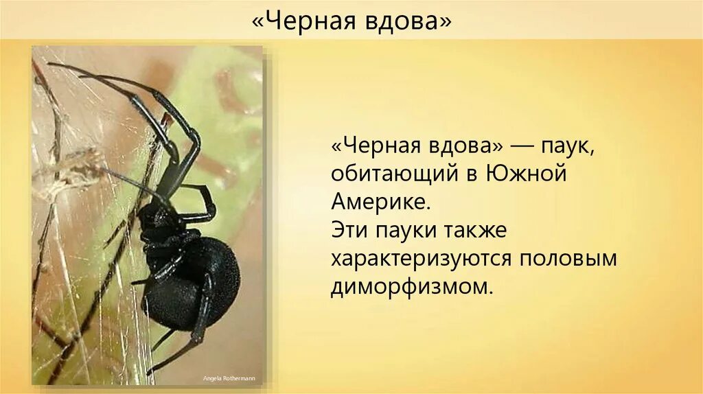 Вдова краткое содержание. Класс паукообразные паук чёрная вдова. Сообщение о пауке черная вдова. Доклад про паука черная вдова. Чёрная вдова паук обитание.