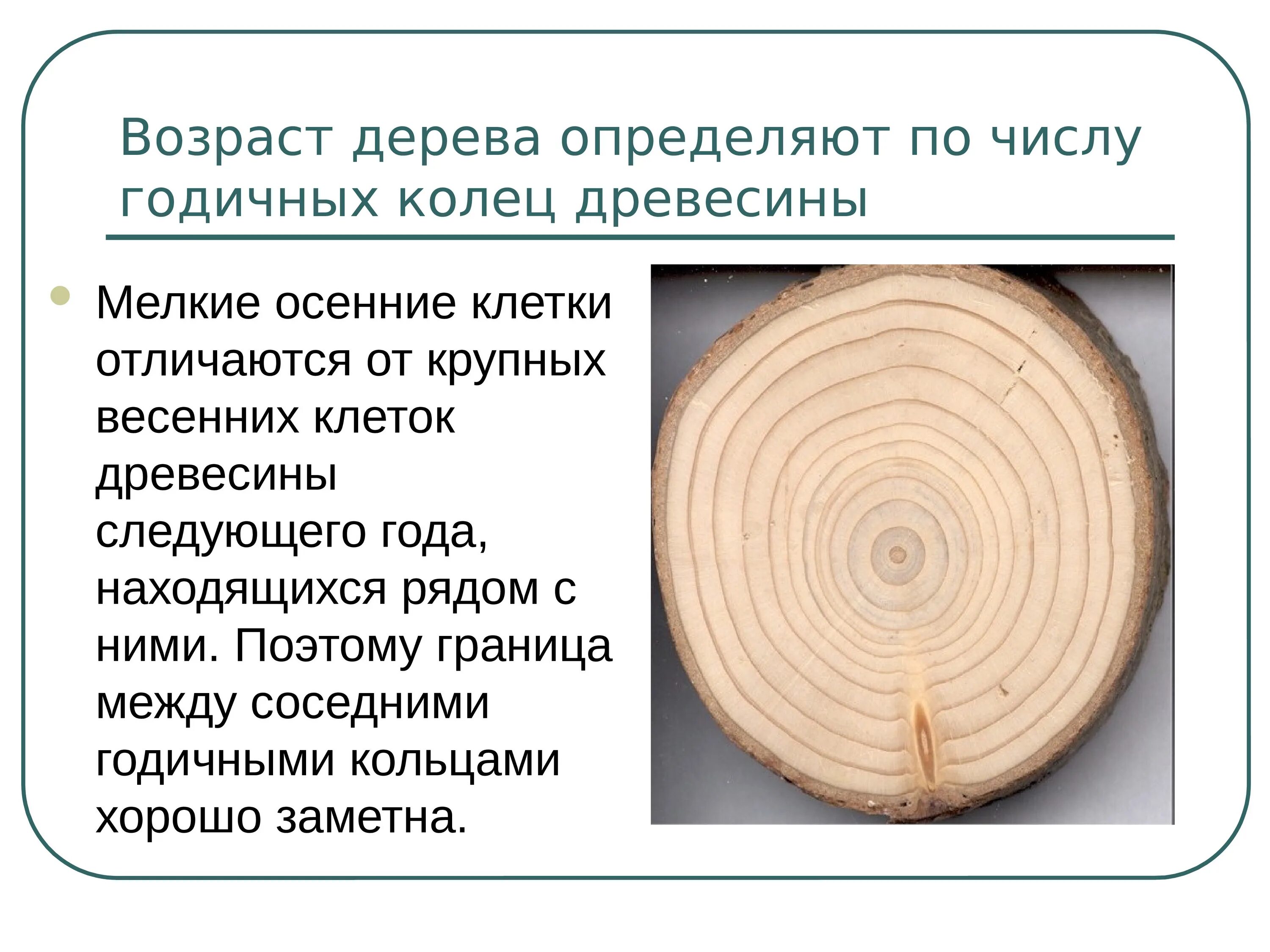 Группы возраста деревьев. Возраст дерева определяют по числу годичных колец древесины.. Годичные кольца древесины Секвойя. Годичные кольца древесины биология. Определи Возраст дерева.