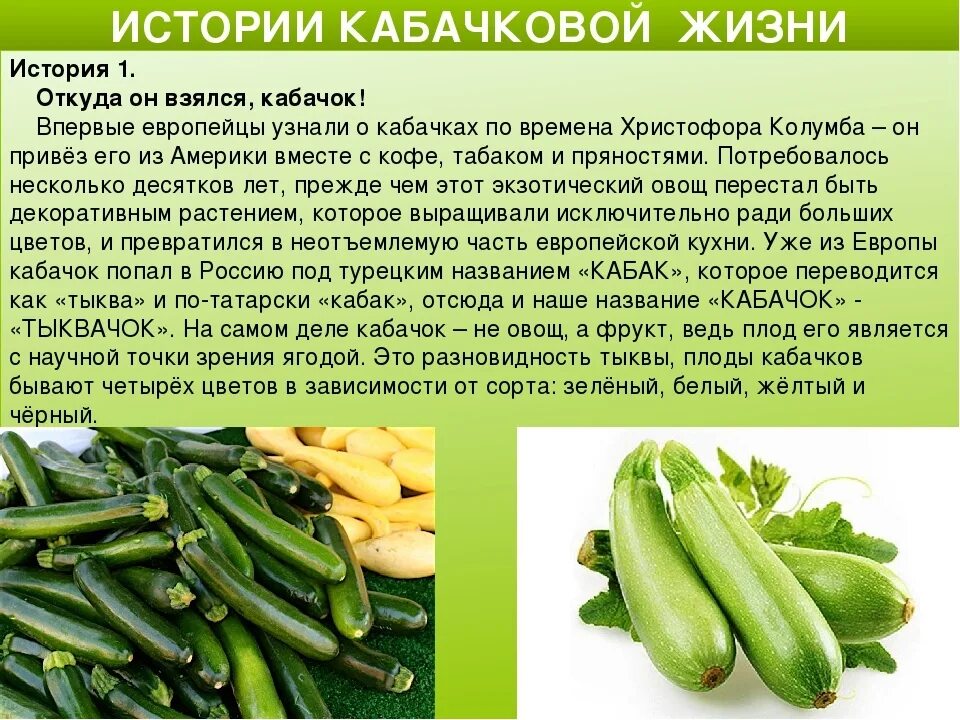 Чем полезен кабачок. Чем полезен свежий кабачок. Кабачок для детей. Чем полезен свежий кабачок. Цукини и кабачки.
