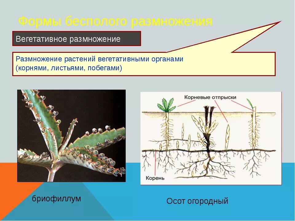 Характеристика вегетативного бесполого размножения. Формы бесполого размножения вегетативное. Бесполое размножение вегетативное. Виды бесполого размножения растений.