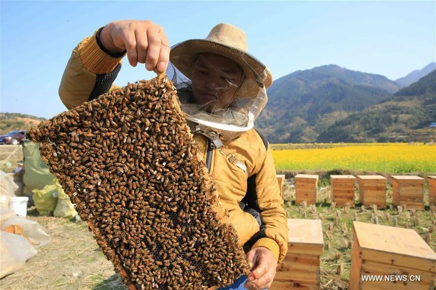 Сбор 1м. Сбор меда. Сбор меда в Азии. Apicultura. В чем выращивают мед.