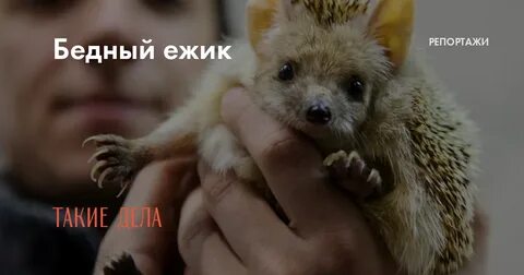 Бедный ежик