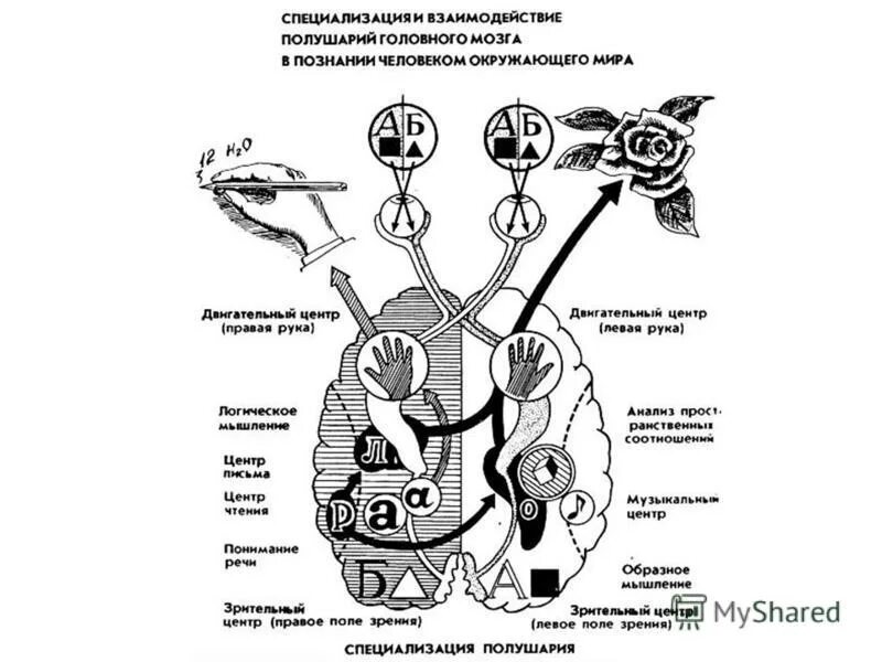 Испытание мозга. Высшие психические функции (впф). Тест на тип мозга. Тест на тип мозга. Полушария мозга.