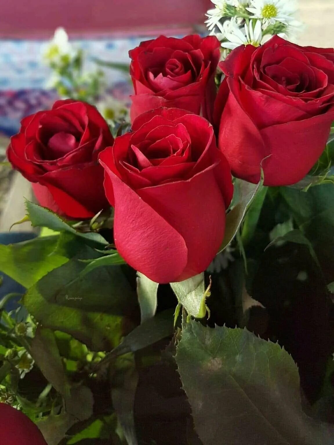 Цвет цветов для любимой женщины. Красивые розы. Розы для любимой. Шикарные красные розы.