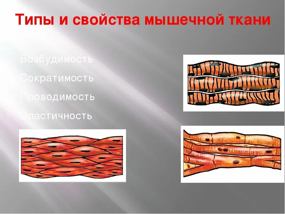 Строение клетки поперечно полосатой мышечной ткани. Поперечнополосатая и гладкая мышечная ткань. Типы мышечной ткани. Изображение мышечной ткани.