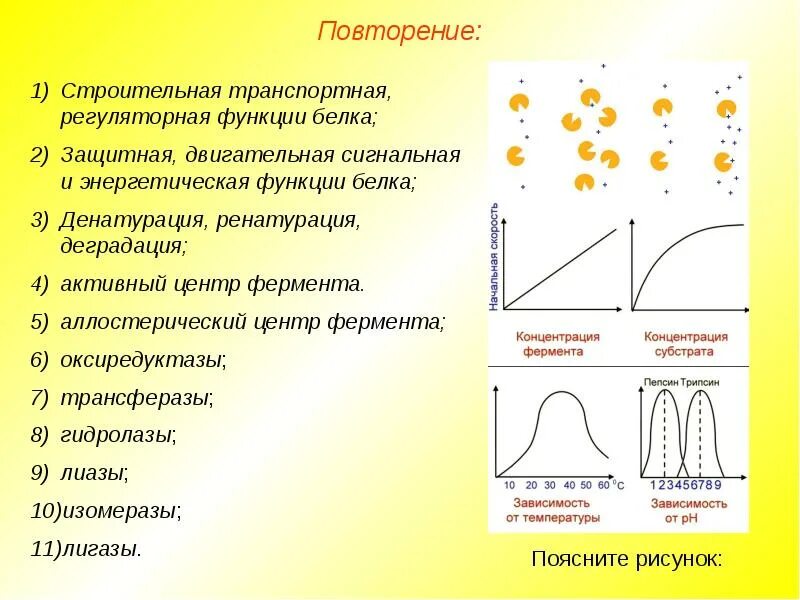 Сигнальную двигательную транспортную и защитную функции