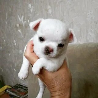 Авито животные алтайский